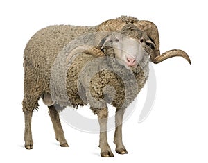 Arles Merino sheep, ram, 3 years old photo