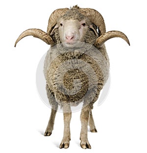 Arles Merino sheep, ram, 3 years old