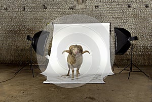 Arles Merino sheep, ram, 3 years old photo