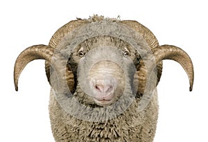 Arles Merino sheep, ram, 5 years old