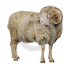 Arles Merino sheep, ram, 5 years old