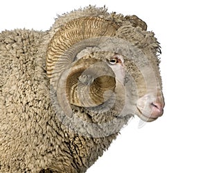 Arles Merino sheep, ram, 5 years old photo