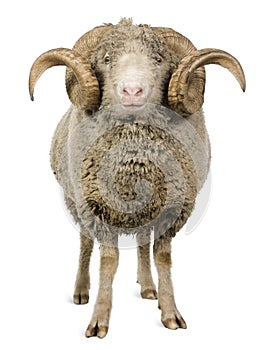 Arles Merino sheep, ram, 5 years old