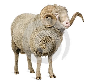 Arles Merino sheep, ram, 5 years old