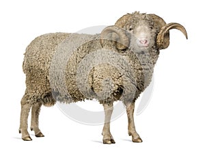 Arles Merino sheep, ram, 5 years old