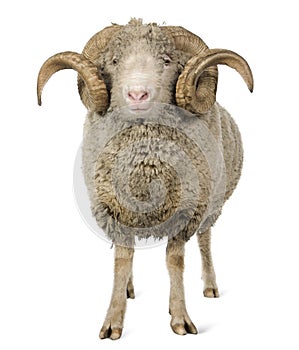 Arles Merino sheep, ram, 5 years old photo