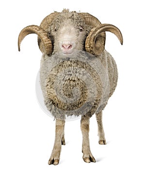 Arles Merino sheep, ram, 5 years old