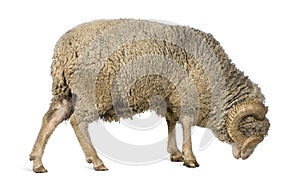 Arles Merino sheep, ram, 5 years old, standing