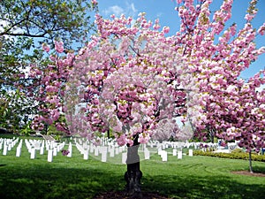 Arlington Cemetery sakura tree April 2010