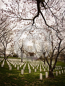 Arlington National Cemetary