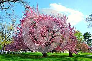 Arlington National Cemetery