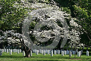 Arlington National Cemetery