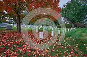 Arlington National Cemetery Fall maple Leaves