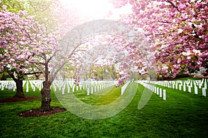 Arlington Cemetery tombstones over blooming trees photo