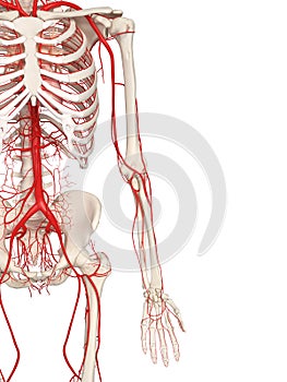 The arm arteries photo