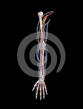 Arm arteries veins nerves photo