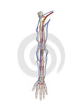 Arm arteries veins nerves photo