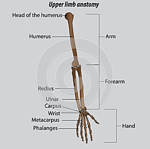 Arm forearm and hand bones isolated vector illustration drawing hand anatomy