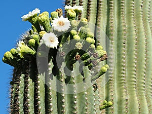 An Arm of a Large Saguaro Cactus with White Flowers and Buds
