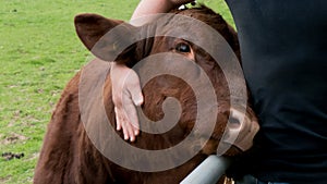 Cow enjoys human hug photo
