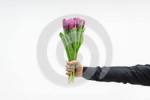 The arm of man holding a beautiful bouquet of pink tulips, ready for a date with his girlfriend.