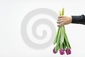 The arm of man holding a beautiful bouquet of pink tulips, ready for a date with his girlfriend.