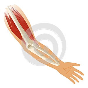 Arm muscle biceps with skeleton. Muscle tension of human hand on white background. Bones and joints in male silhouette