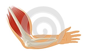 Arm muscle biceps with skeleton. Muscle tension of human hand on white background. Bones and joints in male silhouette