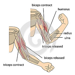 Arm muscles photo