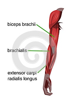 Arm muscles