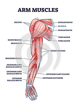 Arm muscles medical description with labeled latin titles outline diagram photo