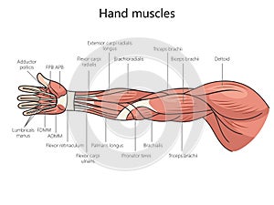 Arm muscles structure diagram medical science