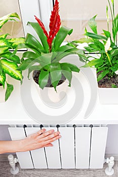 Arm put on heating white radiator.Windowsill with flowers.