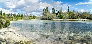 Tropical forest, isle of pines, new caledonia