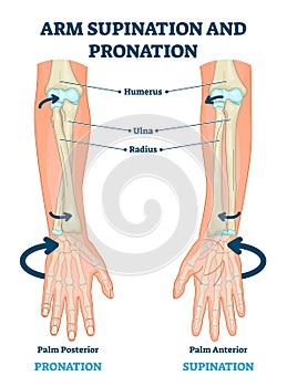 Arm supination and pronation vector illustration. Labeled anatomical scheme