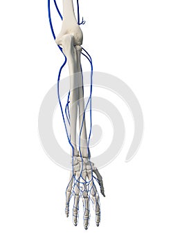 The arm veins