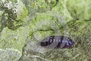 Armadillidiidae Pill Bug