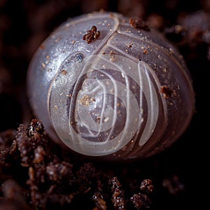 A Armadillio officinalis woodlouse photohraphed in nature