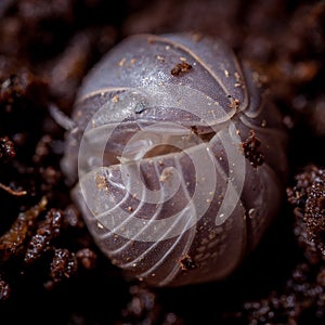 A Armadillio officinalis woodlouse photohraphed in nature