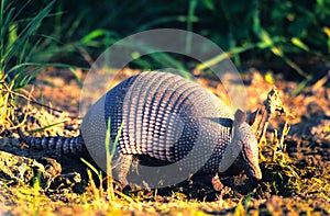 Armadillo