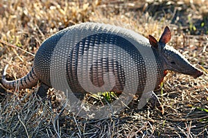 Armadillo