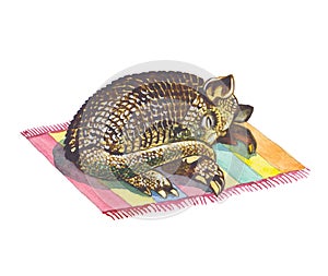 Armadillo photo