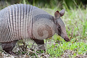 Armadillo