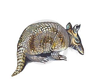 Armadillo
