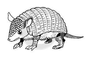 Armadillo photo