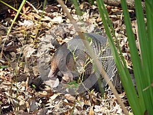 Armadillo