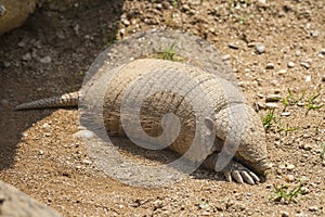 Armadillo