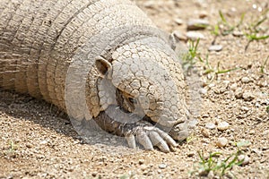 Armadillo