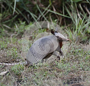 Armadillo