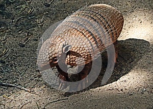 Armadillo